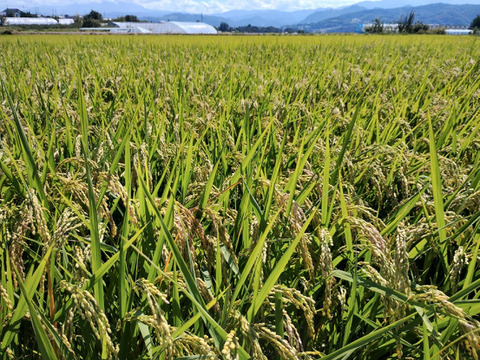 -農薬・化学肥料不使用-ハゼ掛け米　長野県上田市産　コシヒカリ　10kg
