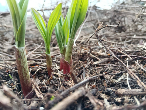 ！4月16,17,20日発送分！【2026年優先予約】優先発送！太い行者にんにく500g　「やわらか若葉」幻の山菜