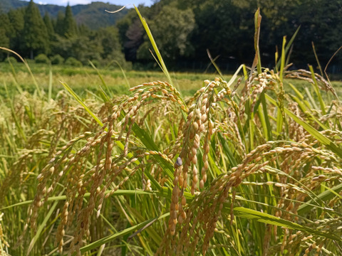 麹　１ｋｇ　有機JAS　農薬不使用　糀