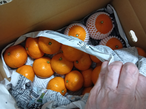 【農薬不使用】　マドンナと温州みかん食べ比べセット　5㎏