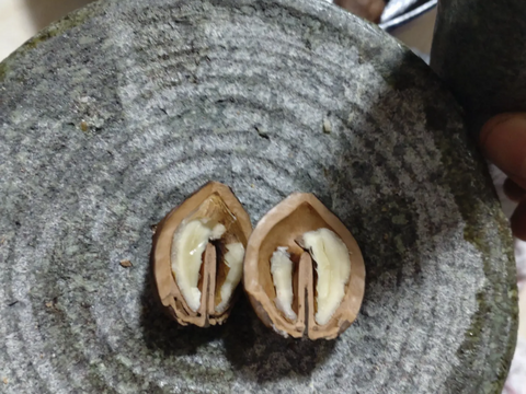 まとめ買い対応】和くるみ 生クルミ （殻付き）（約40個以上