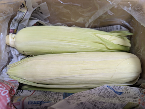 栽培期間農薬不使用　生で食べれる白いトウモロコシ　ホワイトショコラ　4〜5本