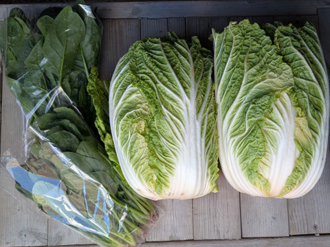 オレンジクイン白菜2玉+ほうれん草２把　【漢方栽培】