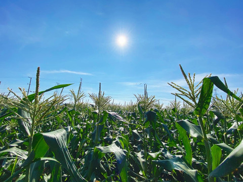 あま〜い朝採りとうもろこし　１２本