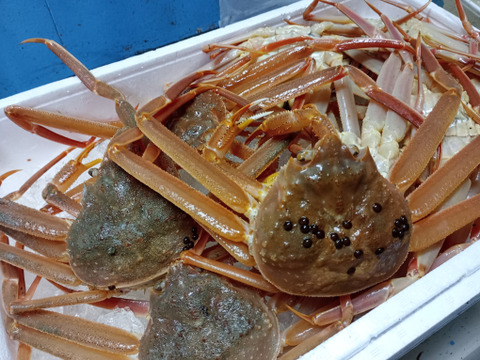 鼠ヶ関港の漁師直送！旬のズワイガニ６杯
