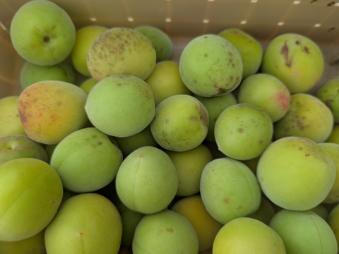 【栽培期間中農薬不使用】まる美農園の紀州南高梅　1kg