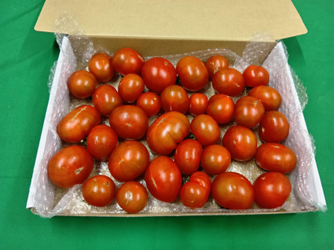 なくなり次第終了！！トマト訳アリ1.5㎏