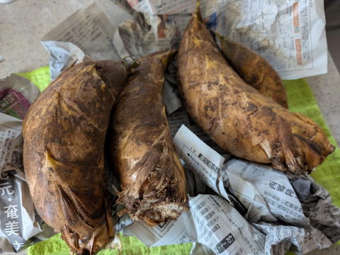 白子たけのこ　鹿児島県産　1キロ箱込　早堀たけのこ　野菜　農薬不使用 竹の子