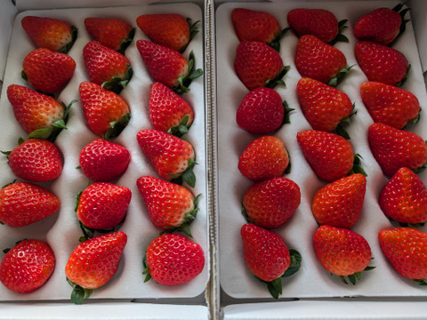 【大粒中心36玉】【ギフトにも】抜群に美味しいスターナイト、きらぴ香いちご！