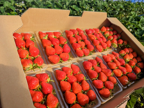 【幻の品種】【予約商品】「おとめ心」完熟いちご ご家庭用Lサイズ1.2kg