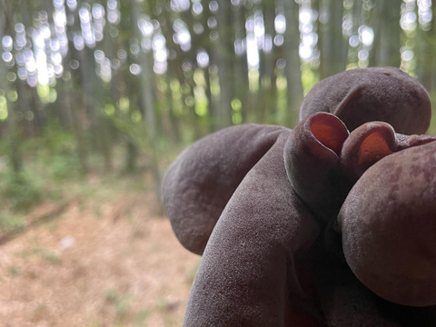 【夏季限定】朝採り新鮮！ぷりぷり国産生きくらげ（250g×3p）