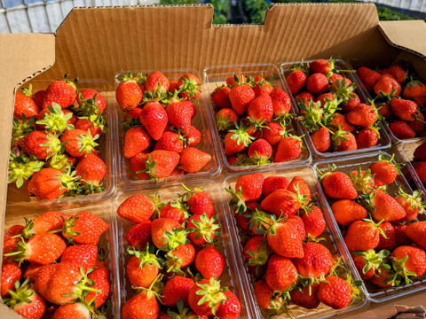 【幻の品種】「おとめ心」完熟いちごMサイズ【約1.2kg入】