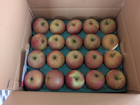 【お試し規格】青森りんご 訳あり C品　約10kg　26～46玉 農家直送　お得にたくさん食べたい方へ