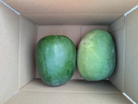 《トロトロスープに！》こばさんちのミニ冬瓜２KG ２玉 長崎県五島列島産 農薬化学肥料不使用　とうがん