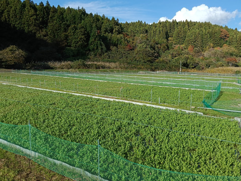 芽吹いたばかりで、柔らかく
香りが強いのが特徴の『春ぜり』
🌿南三陸町産のせり🌿　
1kg（２００g✕５束入り）