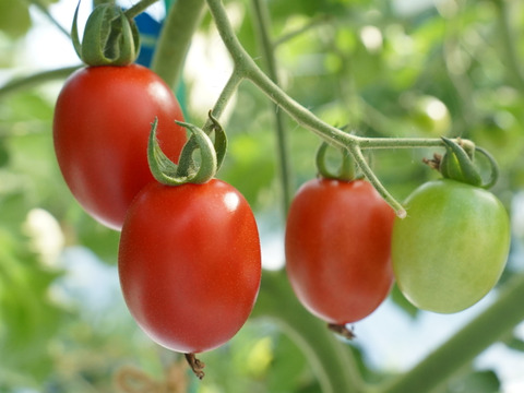 【淡路島産】夏ギフト_新鮮夏野菜をお届け！6~7種詰め合わせ(送料込）