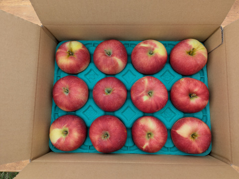 【予約販売・数量限定】長野県産りんご約2.5㎏（シナノプッチ）（９月発送）甘い小玉