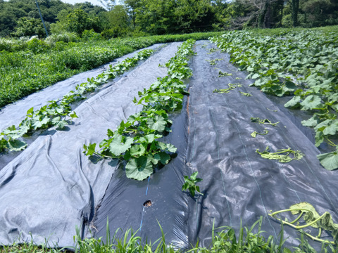 高原で育った甘いかぼちゃ５ｋｇ