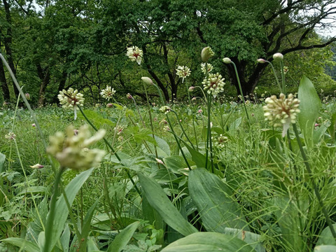 ！出荷中！行者ニンニクの花 1kg　花からも行者ニンニクの香り　幻の山菜 天ぷらやサラダの彩りにどうぞ