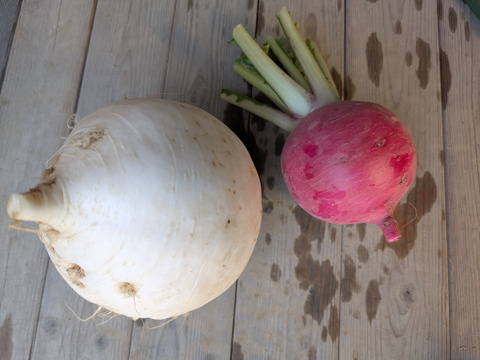 【限定】京のお正月お野菜セット【 漢方栽培】