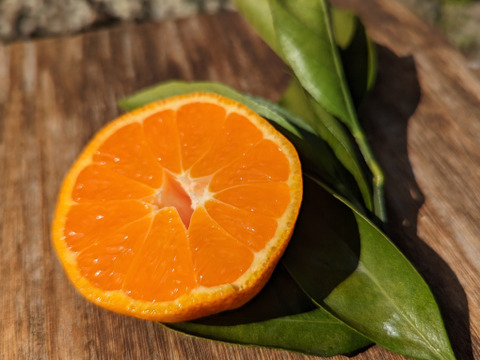 蔵出しみかん約3kg世界農業遺産認定の和歌山県海南市下津町の特産品