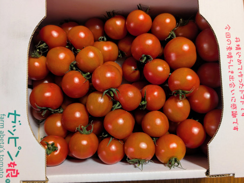 【Z1.8】皮が薄くジューシーな中玉フルーツトマト　ゼッピン娘(華おとめ)　1.8kg