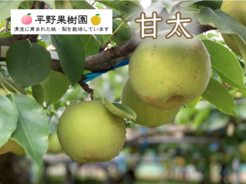 食べチョク初販売！『清流球磨梨』甘太　約3kg(3〜7個入り)