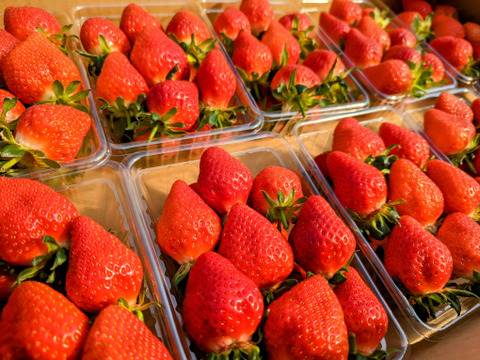 【幻の品種】【予約商品】「おとめ心」完熟いちご ご家庭用Lサイズ1.2kg