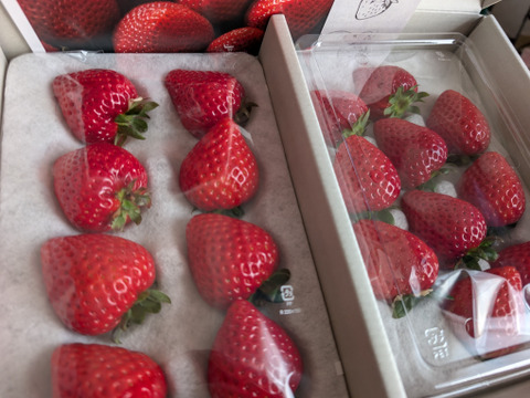 ※今シーズン即完売・来年度予約分※【いちごグランプリ2026最高金賞】完熟あまりん！数量限定！順次発送！！