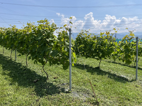 ワイン用ぶどうで作ったジュース２本セット　ヤマソーヴィニヨン(赤)、モンドブリエ(白)　720ml✖️各1本