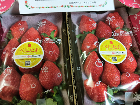 【今話題のいちご！】べにたま２５０ｇ×２パックーDXパックー