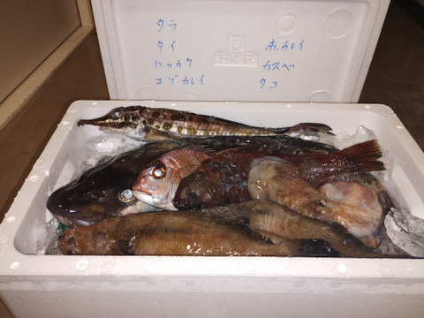 ９月スタート！【最大１ヶ月待ちになります🙇】🐟未利用魚🐟️訳ありを安くお得に！漁師の分け前セット３㎏程度
