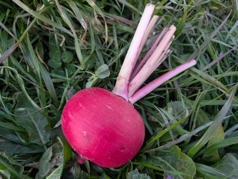 【食べ比べ】京の冬野菜セット2026【漢方栽培】