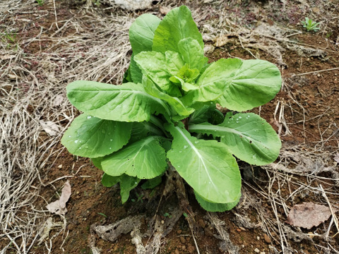 【短期間限定！】白菜のとう立ち菜　※10袋セット