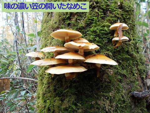 【予約】 おいしい天然なめこ300g以上 天然ならではの味と風味 山形産