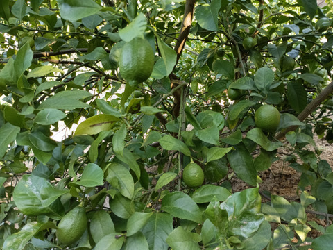 防腐剤、ワックス不使用　皮ごと使用  広島県産綺麗なレモン良品　２ｋｇ(約20個入）