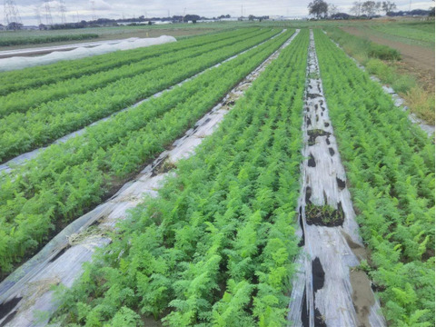 愛情たっぷり育てた寒締め葉つきミニ人参700ｇ★パチャママ農園