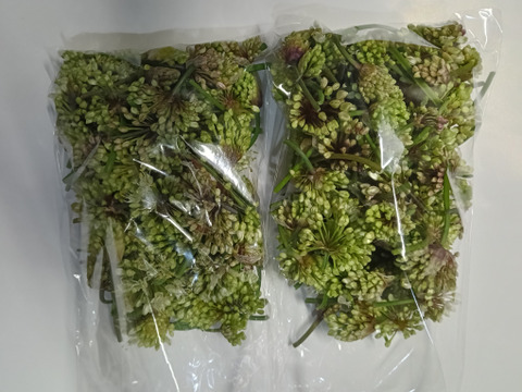！出荷中！行者ニンニクの花 1kg　花からも行者ニンニクの香り　幻の山菜 天ぷらやサラダの彩りにどうぞ