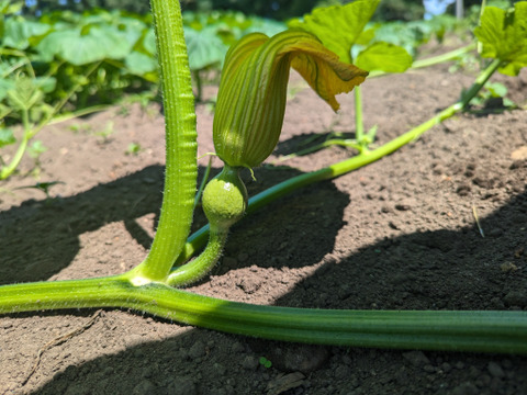 抜群のホクホク感と厚さ！白九重栗かぼちゃ2~3個（合計6kg以上）【農薬・化学肥料不使用】