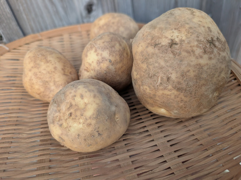 《規格外》２KG  品種ニシユタカ 五島列島産 自然農業での栽培