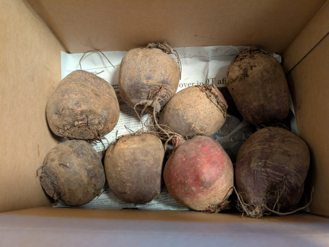 イベントシーズンに活躍！ビーツ3㎏【レシピ付】