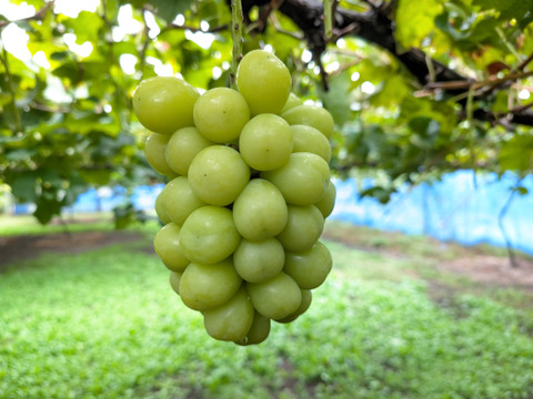 甘くてスッキリ【長野県産 シャインマスカット】900g～1kg