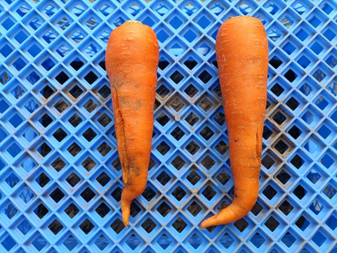 【フードロス救済！！】鶏ふん育ちの訳ありにんじん向陽2号！！味は極上10kg