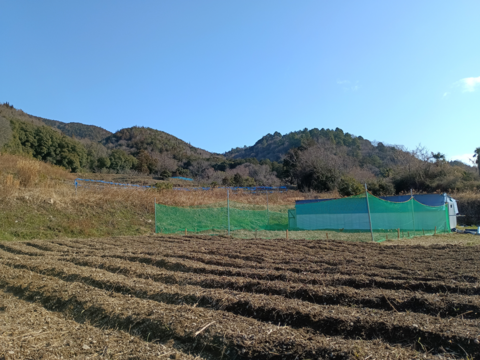 【ぷりぷり初玉】阿波　放し飼い有精卵「池田なません」4個