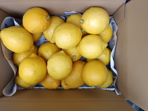 防腐剤、ワックス不使用　皮ごと使用激安広島県産レモン 訳あり三級品 4ｋg(約39個入)即日発送可能