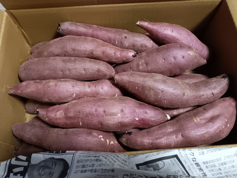 ねっとり甘い！熟成紅はるか　Mサイズ　5kg さつまいも