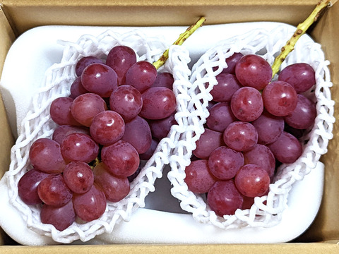 業界話題の新品種★クイーンルージュ 800g（2房）※信州の環境にやさしい農産物50（長野県認証）2023