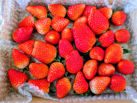 【内容量約750g】【今年はきらぴ香いちごをお届け！】【安定感抜群の濃厚な味と香り！】