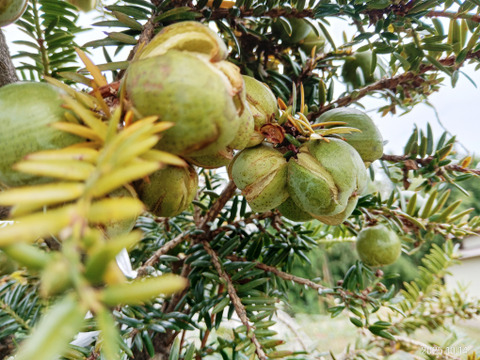 【数量限定 縁起物】榧（かや）の実 漢方 和製アーモンド 自然栽培 しめ飾りにも