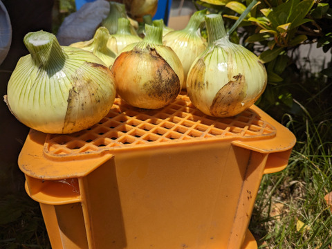 【農薬化学肥料不使用】サラダが美味しい！新玉ねぎ（中～大玉）1kg
